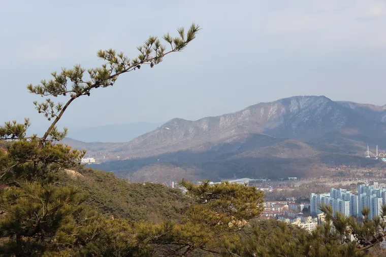 소나무 가지 너머로 보이는 청계산의 겨울 능선