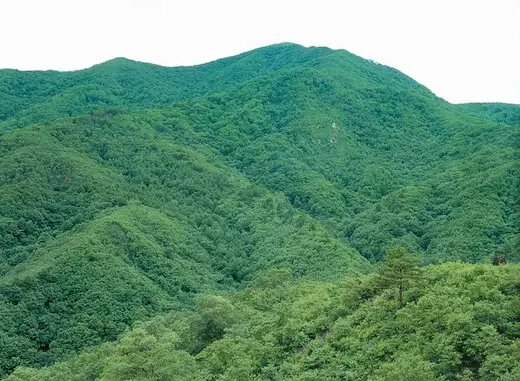 대암산 대암산·대우산 천연보호구역의 초록 산림과 능선
