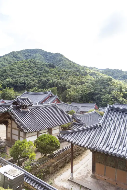 조계산 송광사 기와지붕 너머로 이어지는 짙은 숲 능선