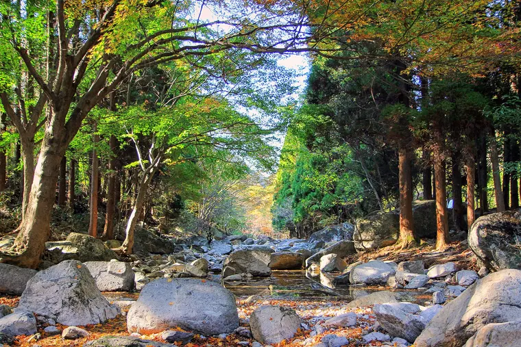 내장산 남창계곡의 숲길과 바위 계곡