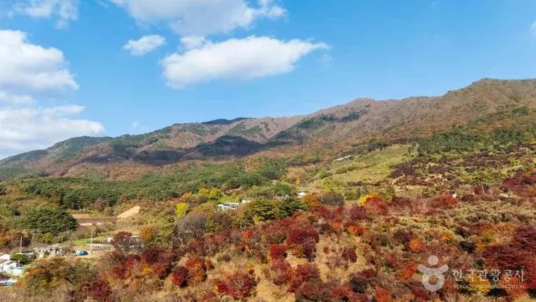 붉고 노란 단풍으로 물든 오서산의 가을 산사면과 능선